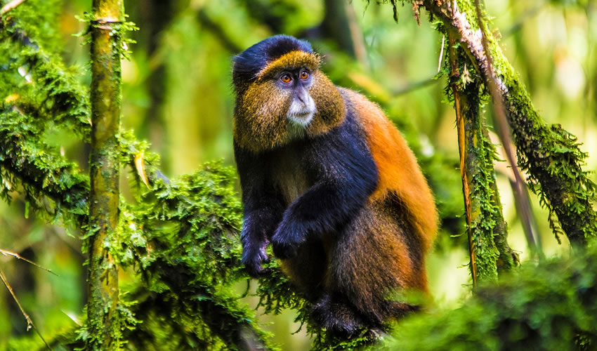 Golden monkey trekking in Uganda and Rwanda