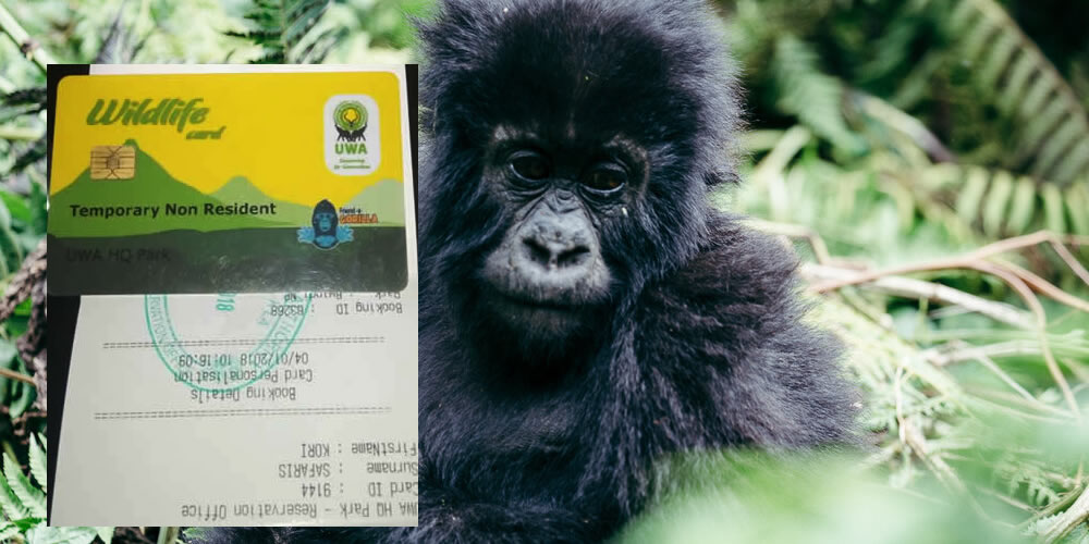 Last Minute Gorilla Trekking in Uganda