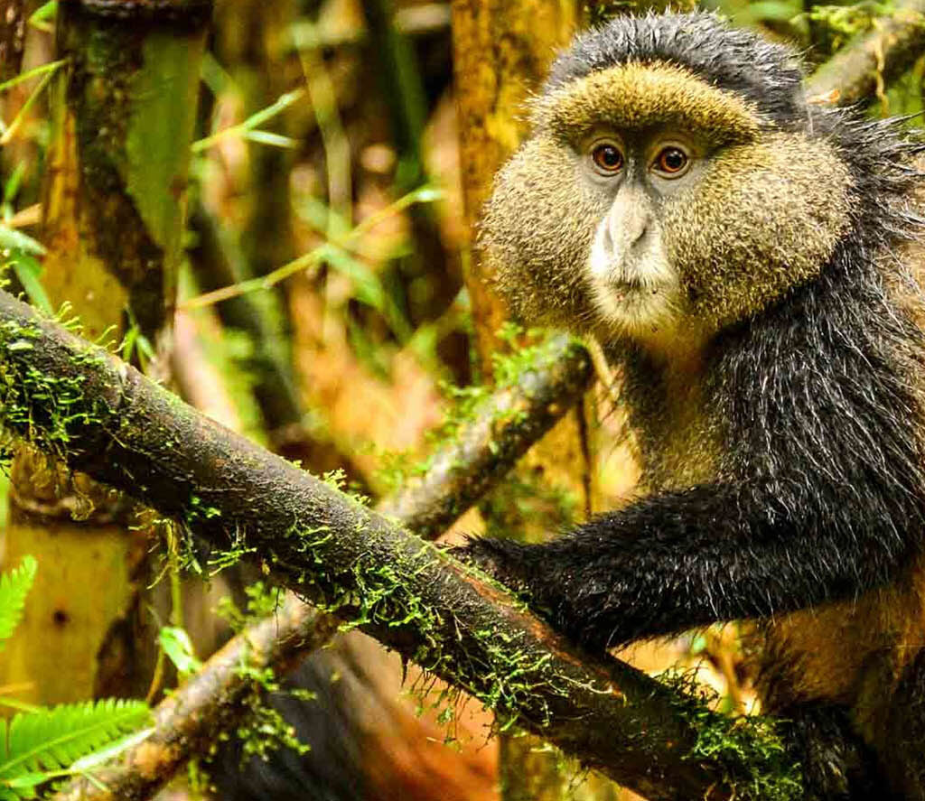 Golden monkey trekking in Uganda and Rwanda