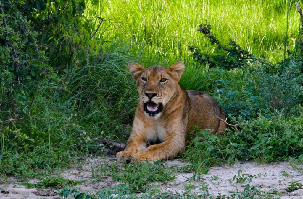 Lion tracking experience in Queen Elizabeth National Park