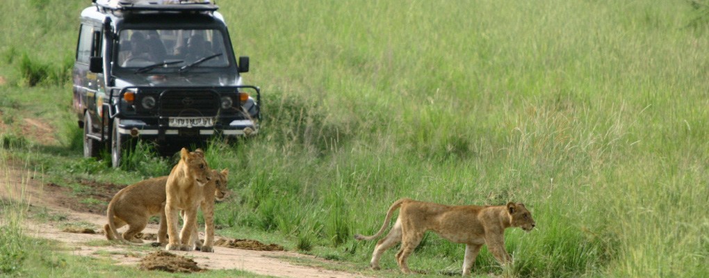 Lion tracking experience in Queen Elizabeth National Park