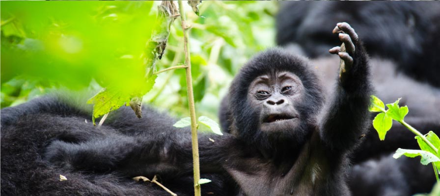 The Ultimate Guide to Booking a Gorilla Trekking Safari in Bwindi Impenetrable National Park Uganda