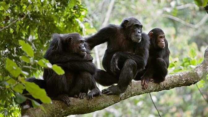Chimpanzee Trekking in Kyambura Gorge Uganda