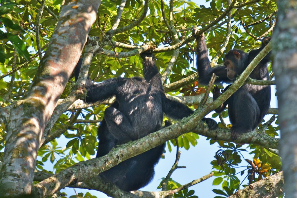 kyambura chimp trekking 
