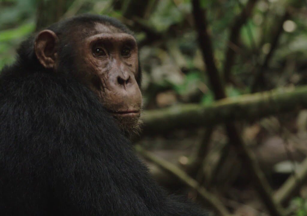 Chimpanzee Trekking in Kyambura Gorge Uganda