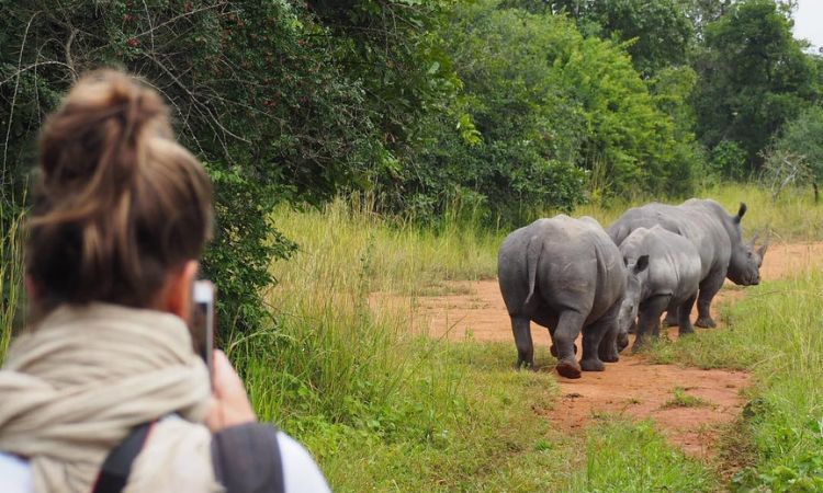 ziwa rhino tracking 