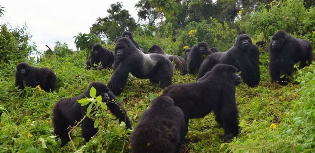 uganda gorilla trekking cost
