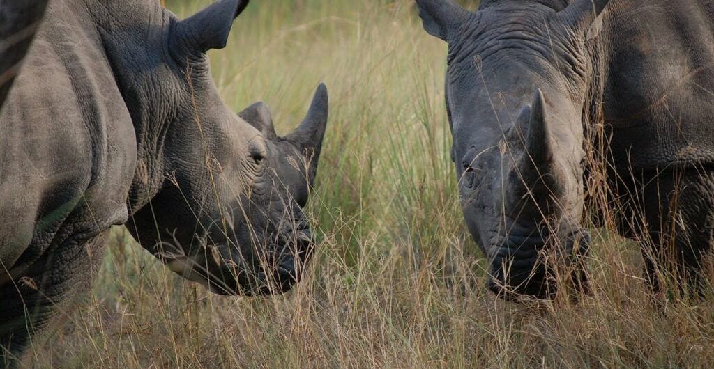 rhino tracking at ziwa rhino santuary 