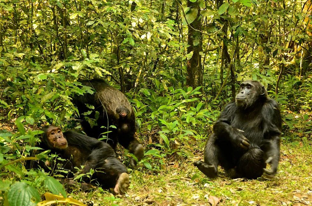 8 Days Rwanda Wildlife Safari