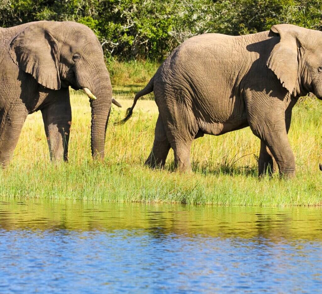 akagera national park wildlife 