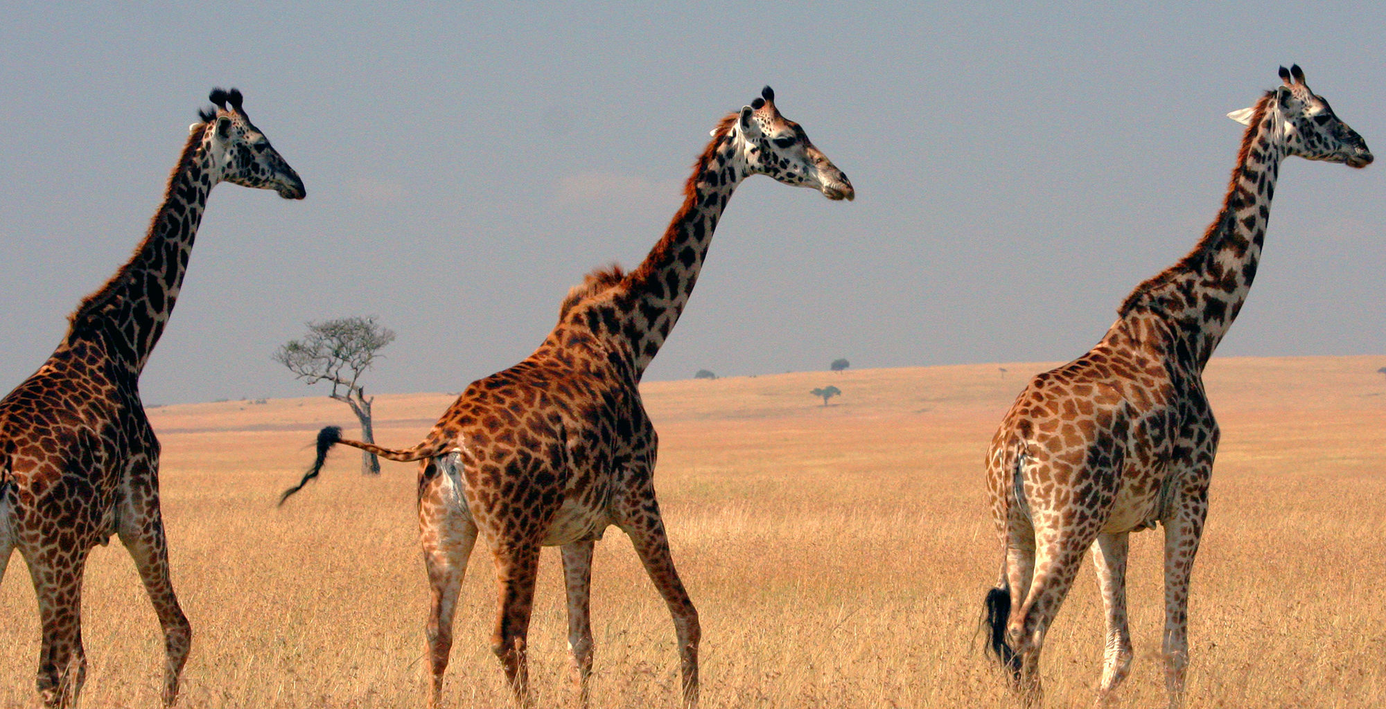 giraffes in masai mara national reserve 