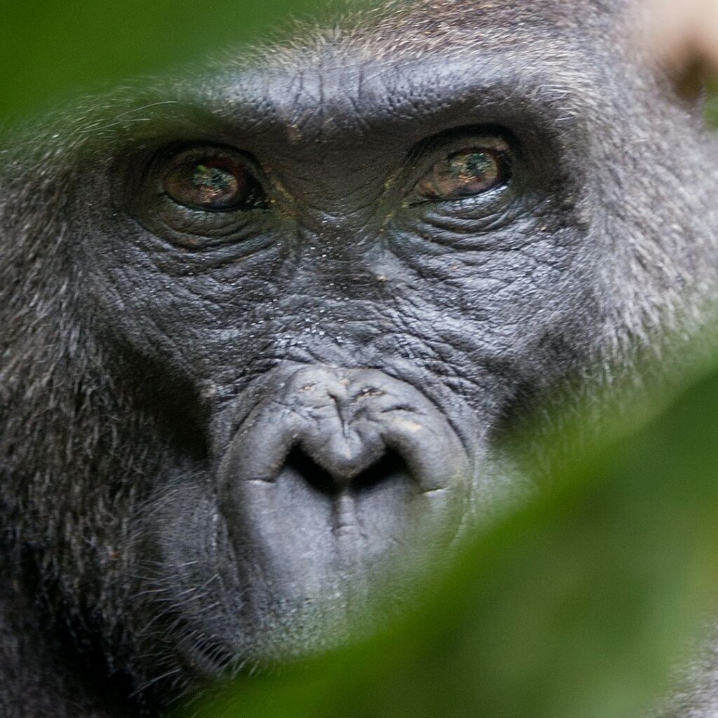 7 Days Gorilla trekking Rwanda Safari