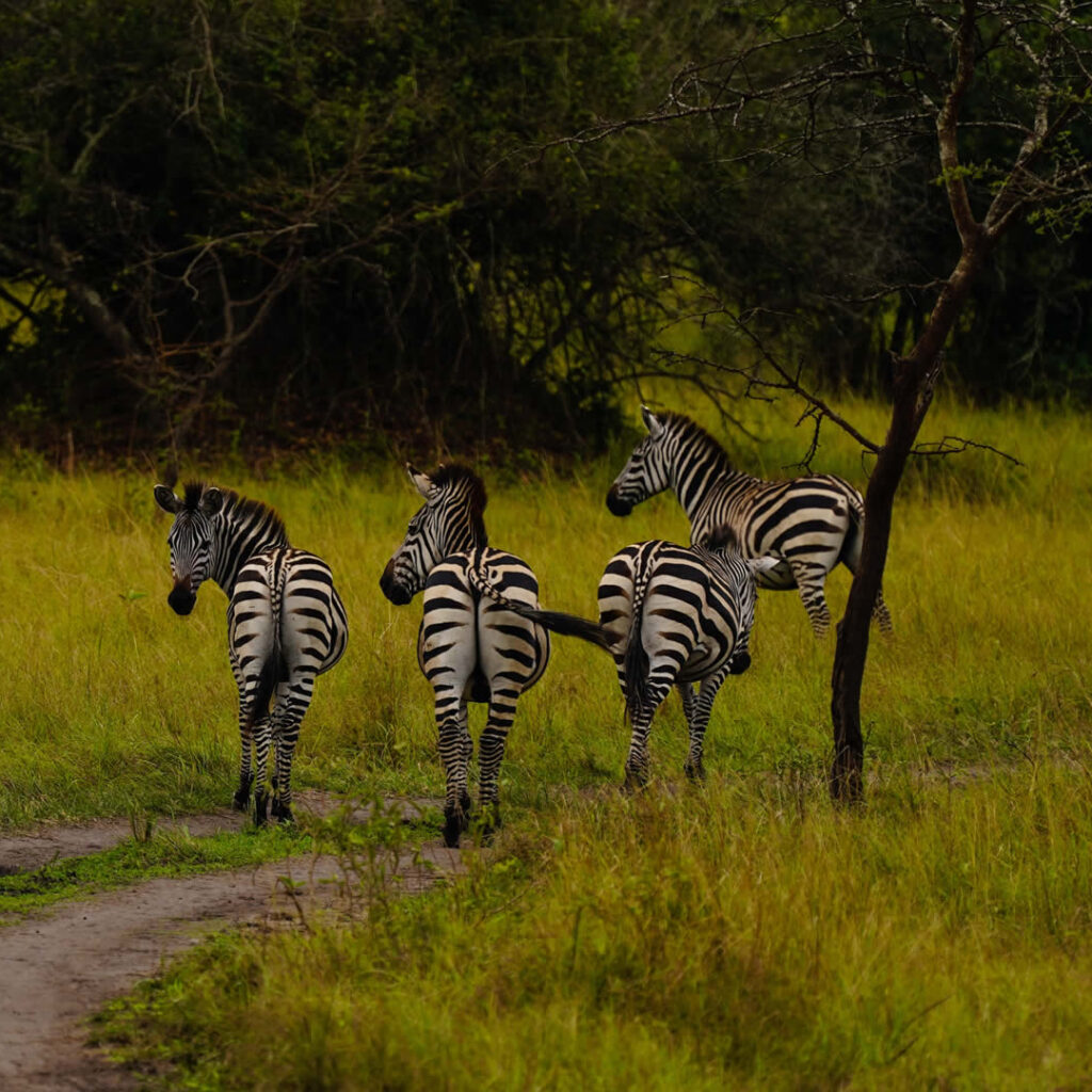 lake mburo zebras