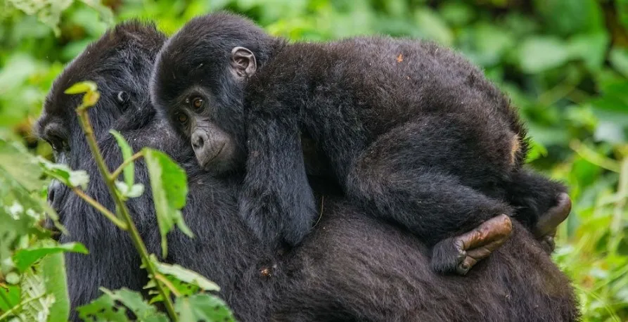 Is Gorilla Trekking Better in Uganda Or Rwanda 