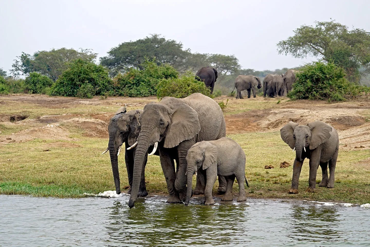 queen elizabeth national park 