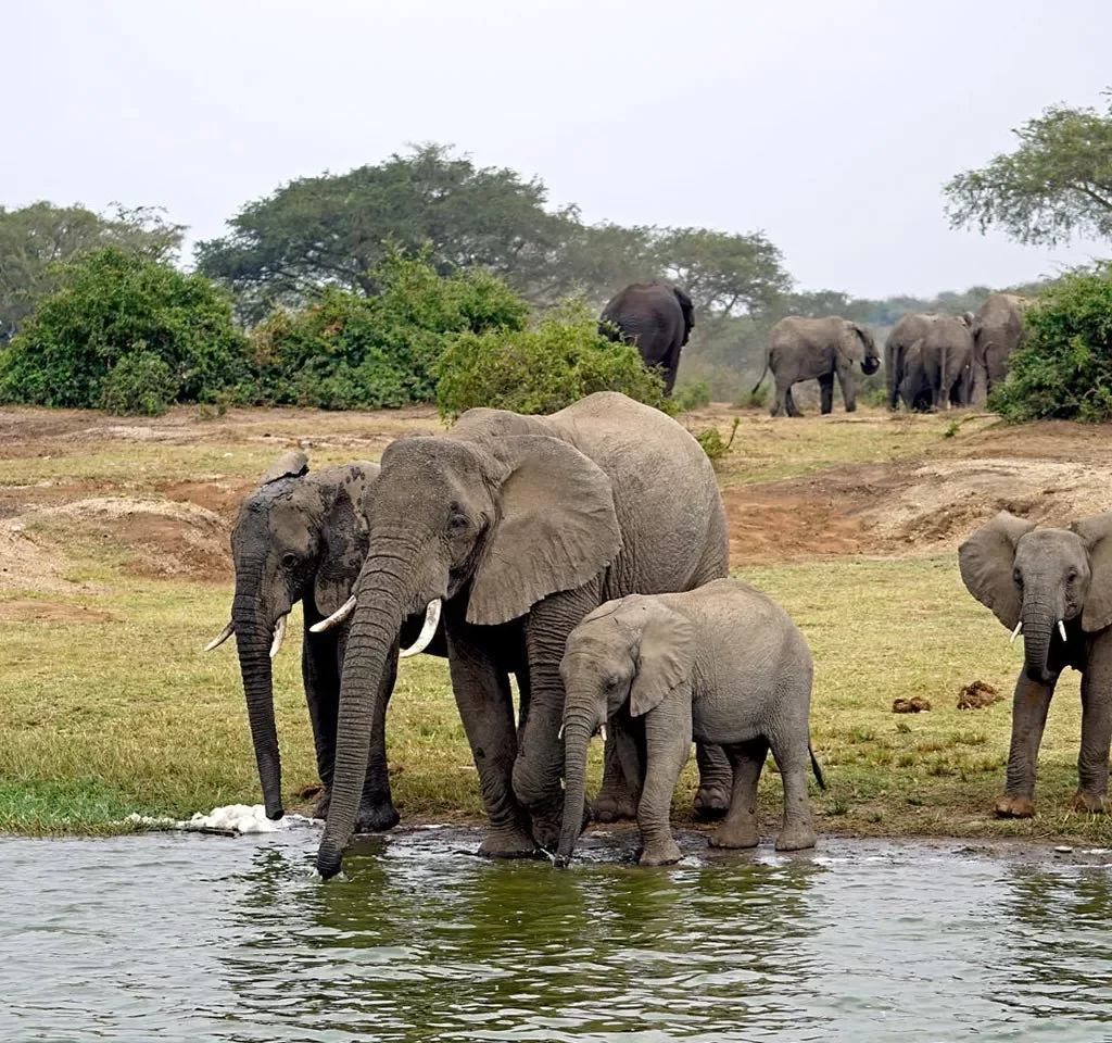 6 Days Uganda Wildlife Safari