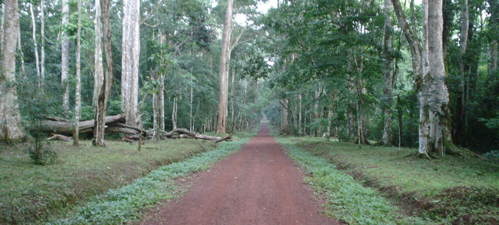 Budongo Forest