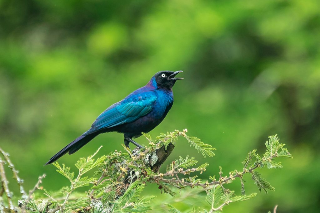 Budongo Forest birds