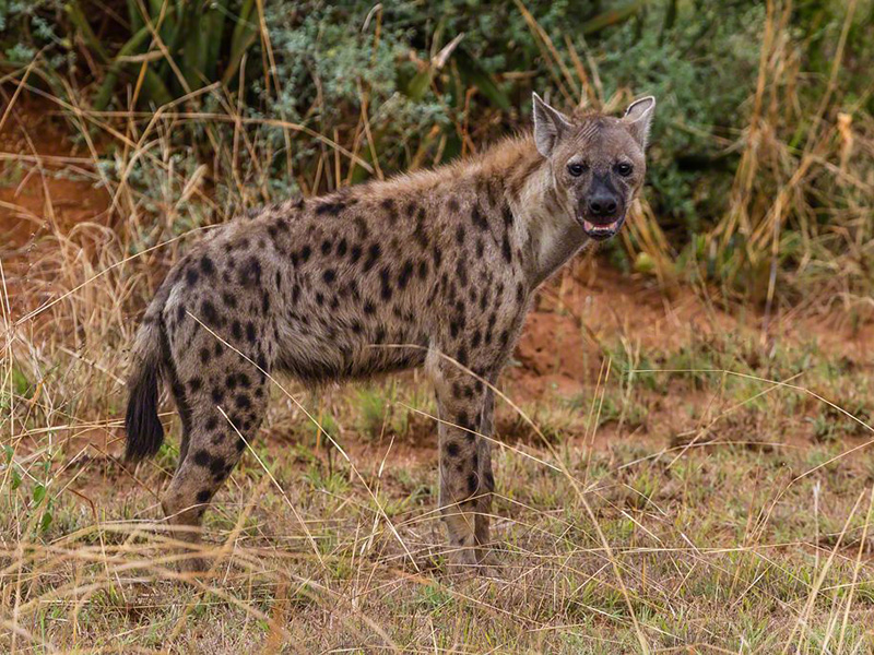 Spotted Hyena