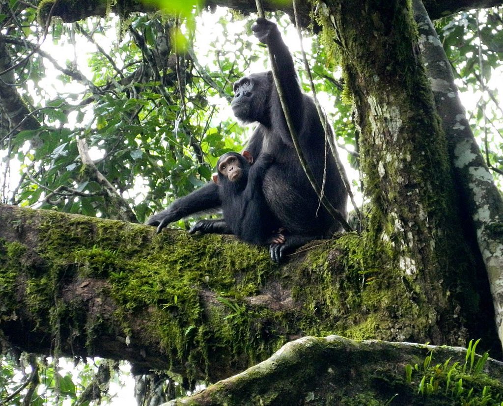 Budongo Forest