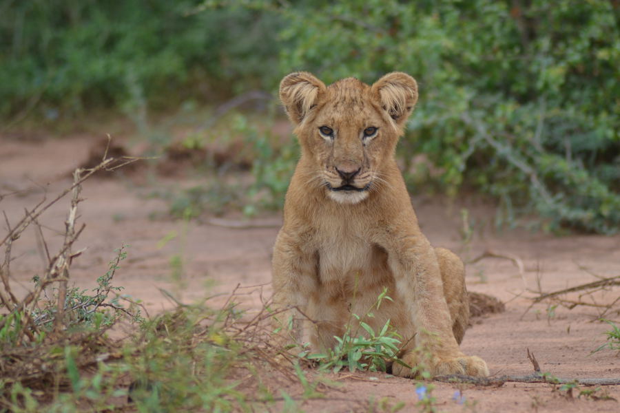 lions in murchisons