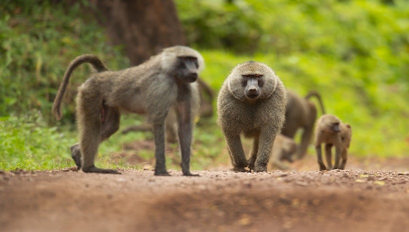 olive baboons 